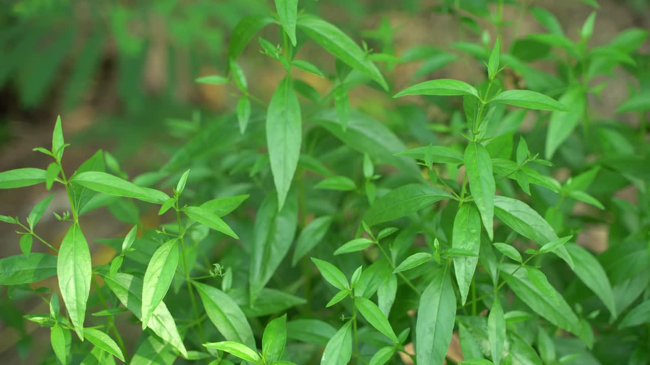 se prepara una variedad de medicamentos a partir de la hoja de andrographis paniculata o kalmegh