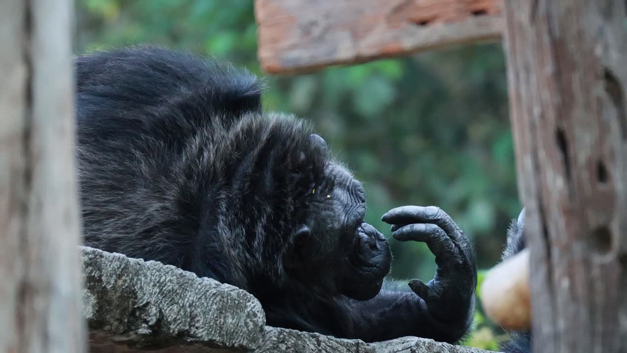 gorila relajándose en una plataforma en chonburi
