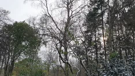 Pan-to-the-right-on-trees-covered-of-snow-Berlin-in-wintertime-in-a-Park-Hasenheinde-HD-30-FPS-6-secs