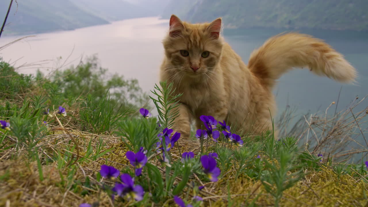 gato atigrado rojo en una ladera de flores silvestres con vistas a un fiordo - cámara lenta