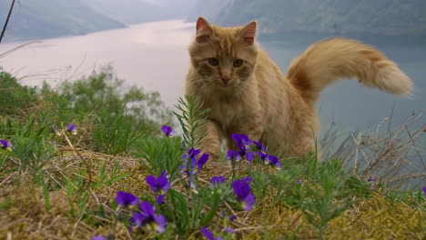 Gato-Atigrado-Rojo-En-Una-Ladera-De-Flores-Silvestres-Con-Vistas-A-Un-Fiordo---Cámara-Lenta