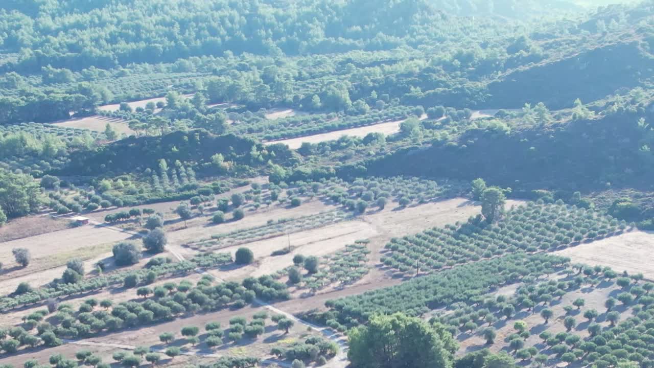 Exploring the lush olive groves in rural Greece from above
