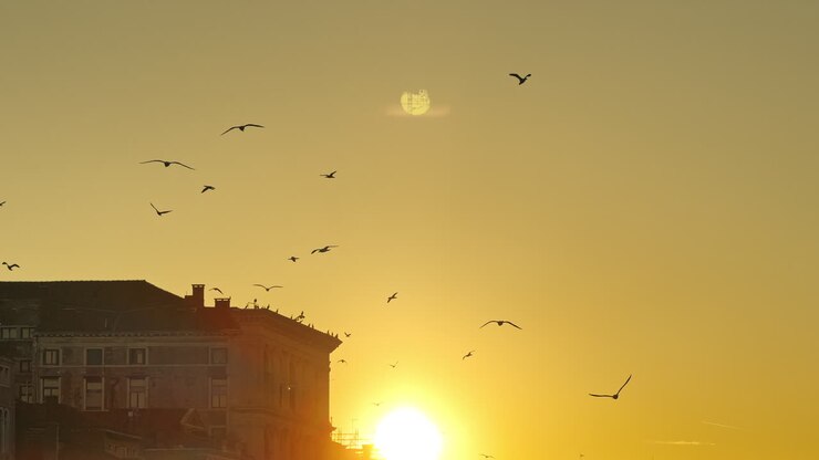 Sunset over Venice with Seagulls