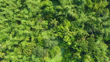 Vista-Aérea-O-Superior-Del-Bosque-Verde-Profundo-O-La-Jungla