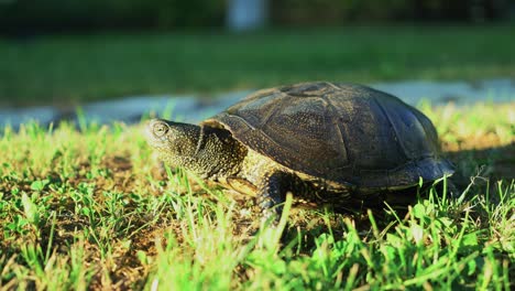 tortuga caminando por la hierba