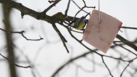 isolated-blue-tit-passerine-bird--eating-lard-strip