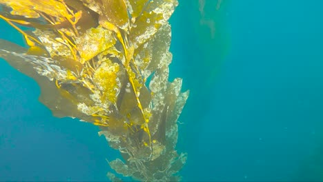 la luz del sol brilla a través de una cadena de algas gigantes suspendidas en el profundo agua azul del océano