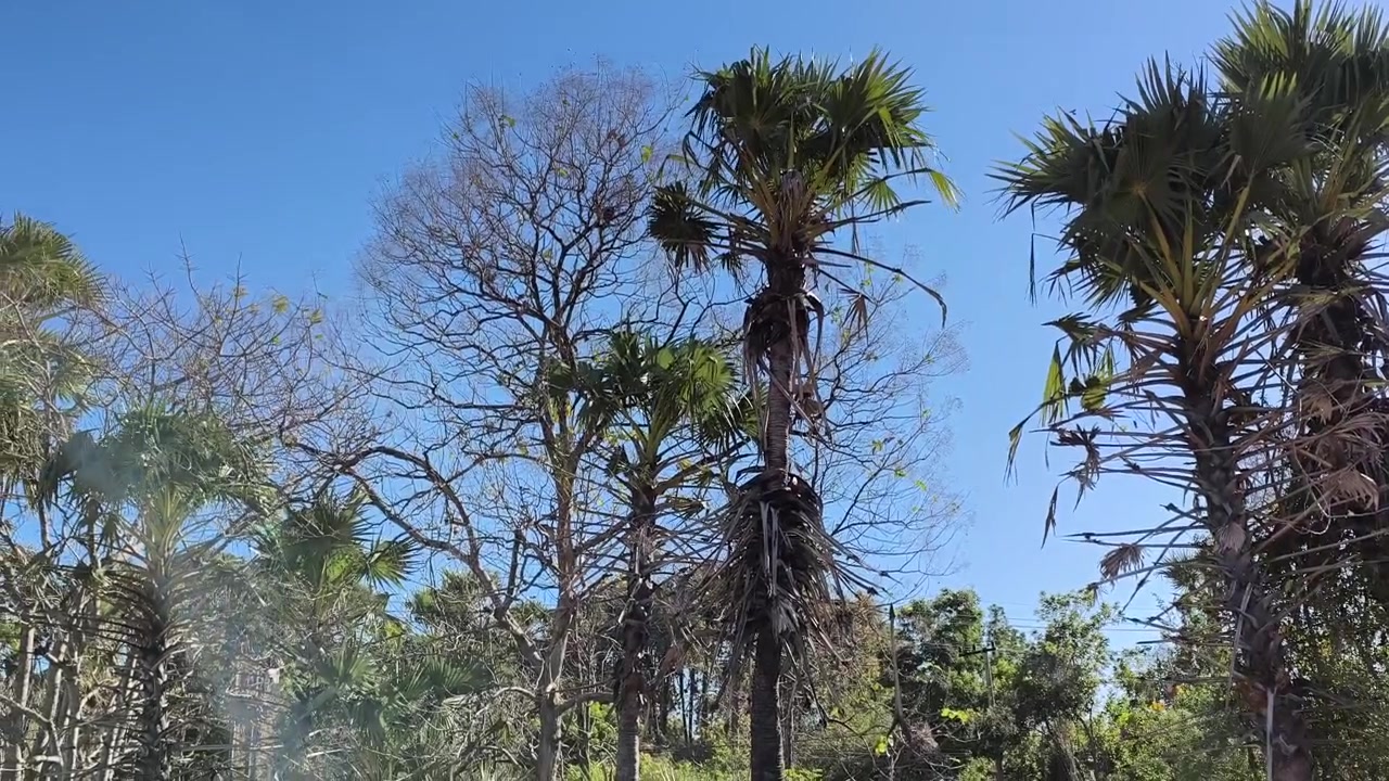 Pohon Palem Tinggi Bergoyang dengan Latar Langit Biru Cerah.