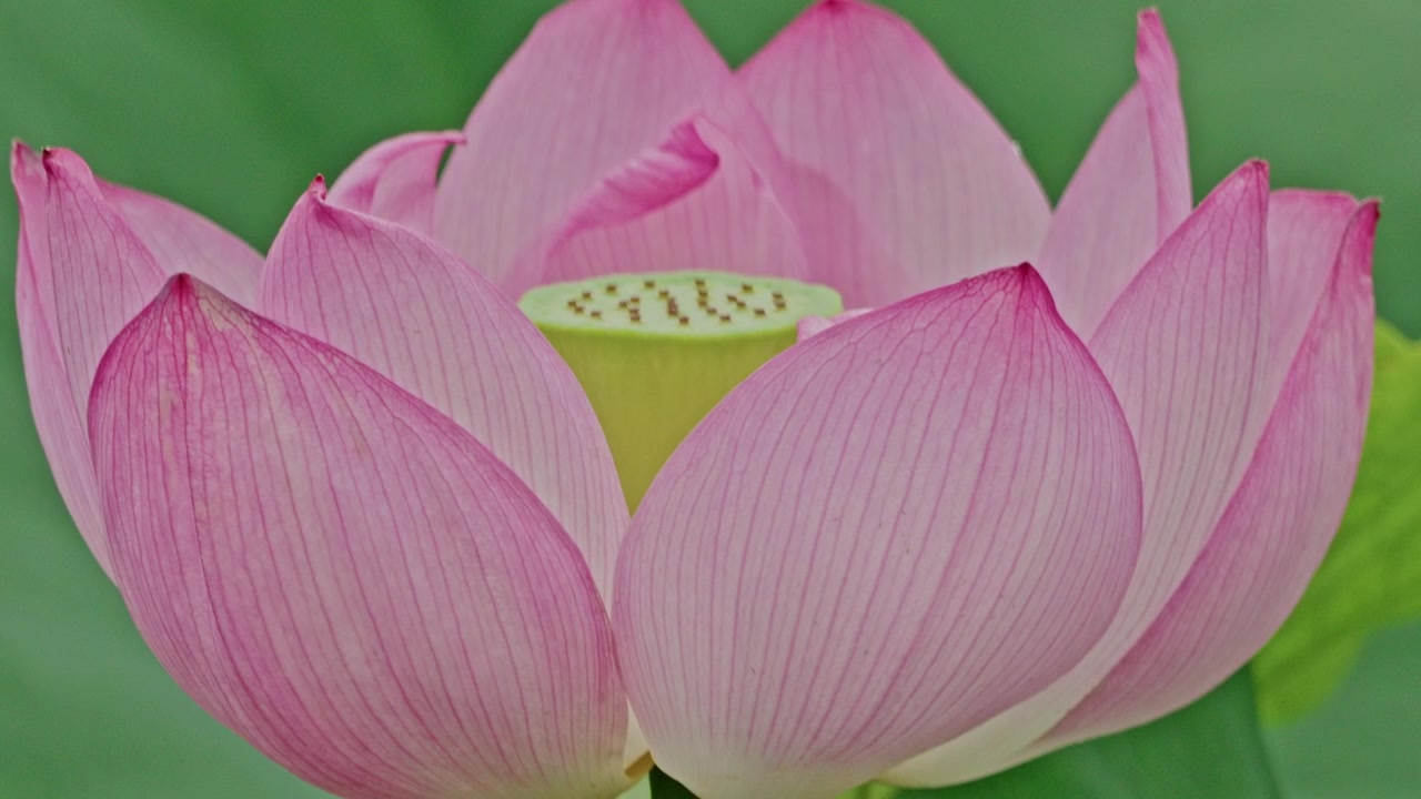 Pétalas de lótus rosa translúcidas cercam uma vagem de semente texturizada nesta composição macro detalhada, destacando o detalhe fino das nervuras e a cor natural suave.