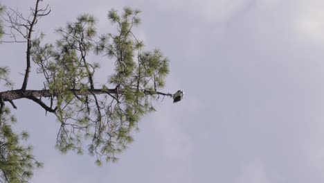 vertical shot of an osprey sitting on a treetop watching the surrounding area