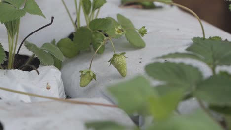 strawberry plant with a few unripe strawberries in a white cover protection