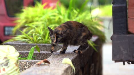 a scared and frightened lost stray cat on the street without a home or owner, searching for food at urban park, close up shot