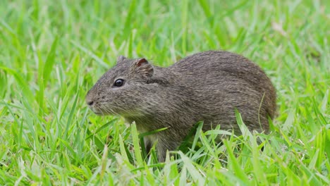 conejillo de indias brasileño aislado de pie sobre la hierba masticando su comida