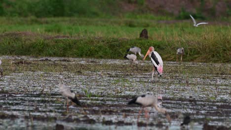 seen in the middle of a muddy paddy facing to the left, two storks at the background foraging and then fighting and flapping