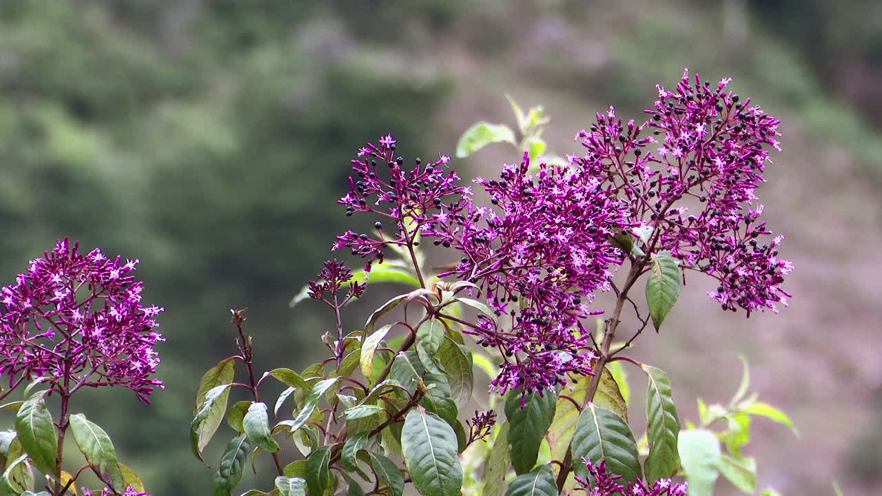 colibrí centelleante alimentándose de una baya de jugo de censura rosa fucsia arborescens