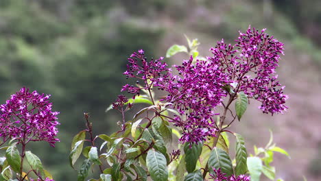 colibrí centelleante alimentándose de una baya de jugo de censura rosa fucsia arborescens