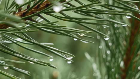 Gotas-De-Agua-Sobre-Agujas-De-Pino,-Abeto