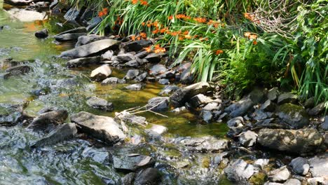 toma panorámica lenta de un arroyo de agua dulce que fluye con alga verde en las rocas durante el sol