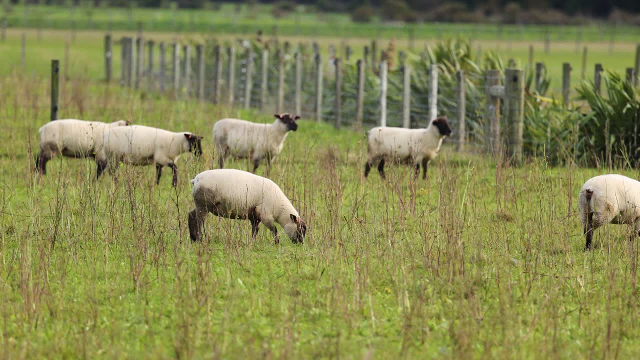 Clun Forest sheep graze peacefully in a lush field at Lake Tekapo, New Zealand. Natural lighting and serene environment