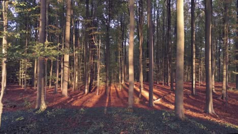 slow tracking orbit as a low sun cast golden shadows across a dense autumn forest, aerial