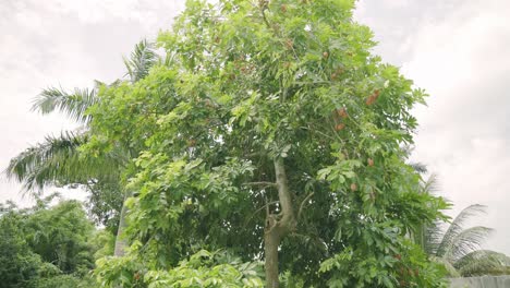 Schöne-Aufnahme-Eines-Riesigen-Ackee-Baumes-Im-Hinterhof,-Beladen-Mit-Natürlichen-Und-Organischen-Ackee-Früchten