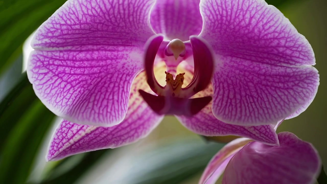 Primo piano di un vivace fiore di orchidea viola