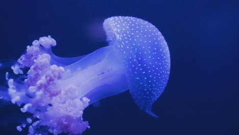 a closeup of a spotted jellyfish swimming gently in perfectly clear water