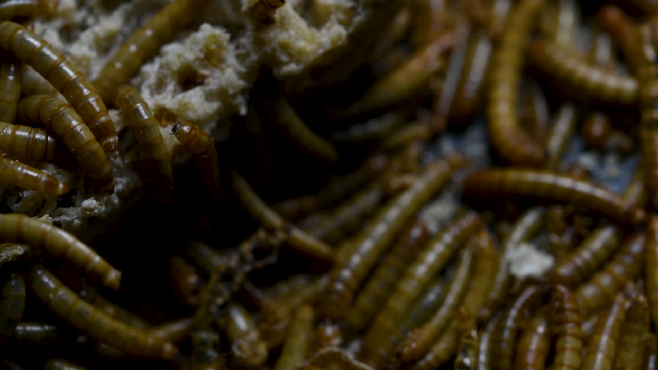 мучной червь - вид жука-чернотелки, используемый для кормления домашних животных, таких как рыбы, змеи, птицы и лягушки