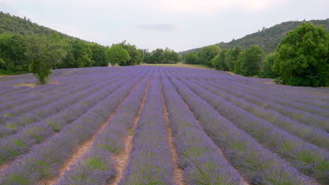 campo de lavanda en la provenza