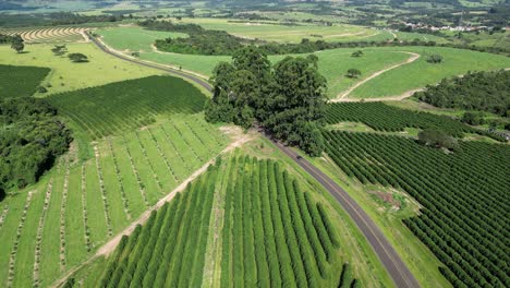 Campo-De-La-Agricultura-En-La-Escena-Del-País-En-El-Campo-Del-Paisaje-Rural