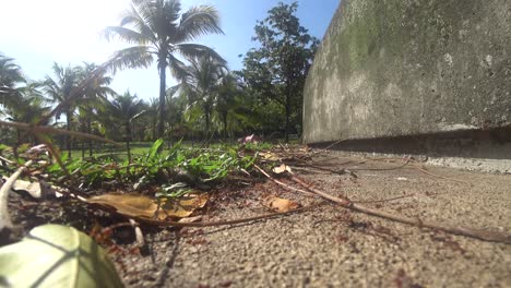 the weaver ants army is moving toward the nest located on the tree. they are all from the same colony and are actively searching for food during the day