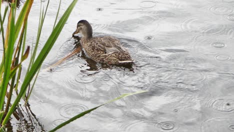 A-mallard-floats-in-the-pond-during-the-rain