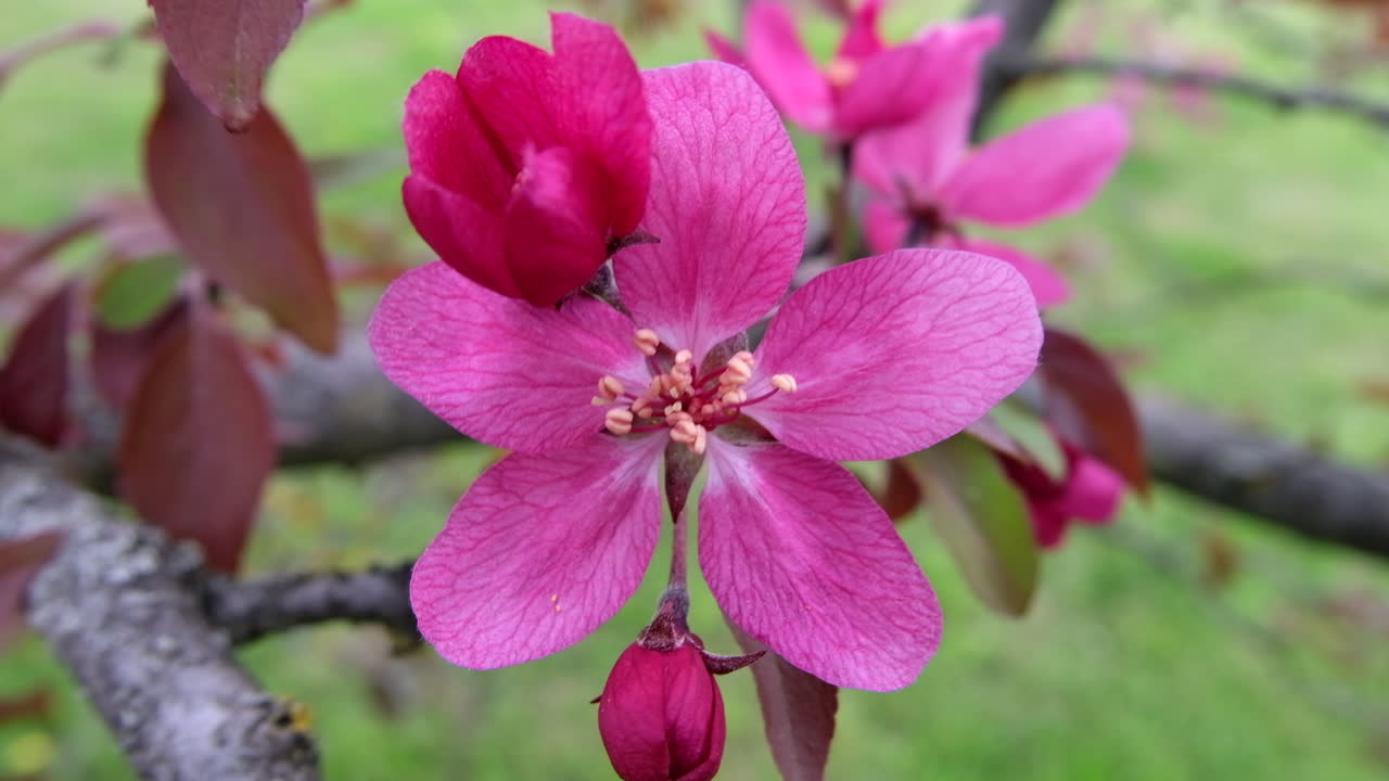 Close up of a tree branch with pink flowers in full bloom in the park