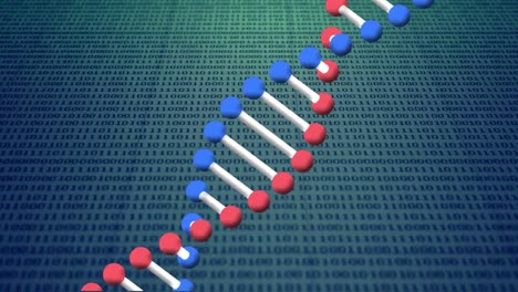Animation-of-dna-strand-spinning-over-binary-coding-processing