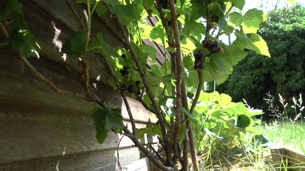 잘 익은 과일을 수확할 준비가 된 여름철 블랙커런트 식물