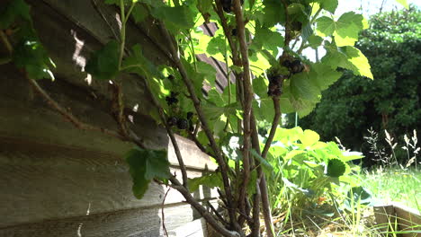 blackcurrant plant in summertime with some ripe fruit ready for picking