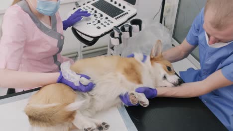 veterinarian team examines the corgi dog using ultrasound