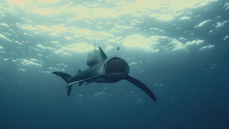 blue shark swimming towards diver during shark diving in the atlantic ocean in 4k slow motion