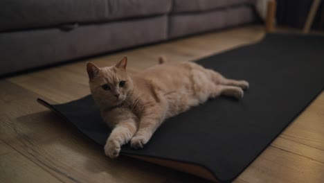 orange cat relaxing on a yoga mat