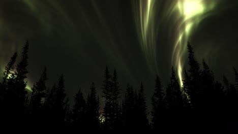 luces del norte que brillan intensamente sobre los árboles - ángulo bajo
