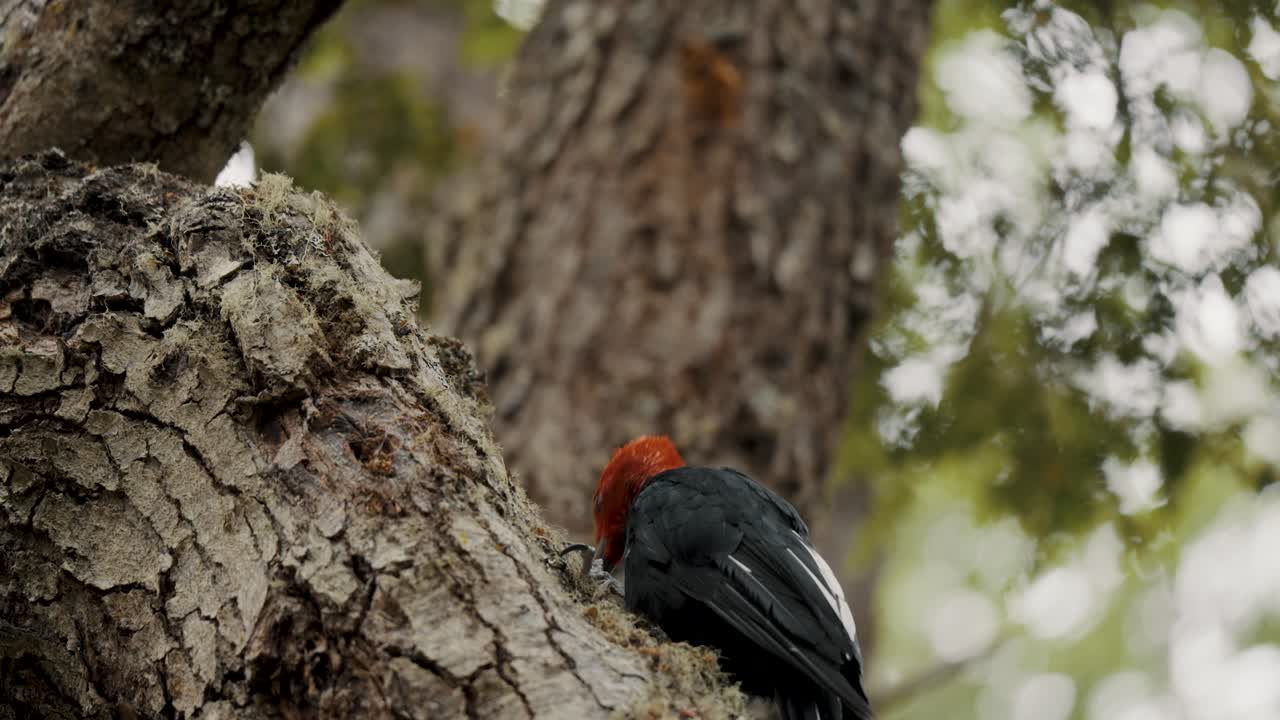 самцы магелланских дрожжей питаются на дереве в национальном парке терра-дель-фейро, аргентина - крупный план
