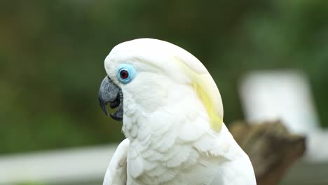 Nahaufnahme-Einer-Porträtaufnahme,-Die-Die-Kopf--Und-Gesichtsdetails-Eines-Weiblichen-Blauaugenkakadus,-Cacatua-Ophthalmica,-Mit-Rötlich-brauner-Iris-Und-Weißem-Gefieder,-Der-Gefährdeten-Vogelart,-Erfasst