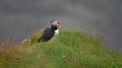 An-Atlantic-Puffin-With-Fish-In-Its-Beak-Standing-Alone-On-The-Green-Grass-In-Iceland-On-A-Stormy-Day---full-shot---timelapse