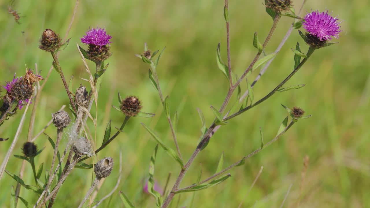 Pink and purple thistle wildflowers sway in a grassy highland meadow under natural daylight, with a slow lateral camera pan and soft focus background