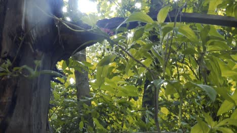 a tilt-up establishing shot of a coconut tree in a forest in the morning