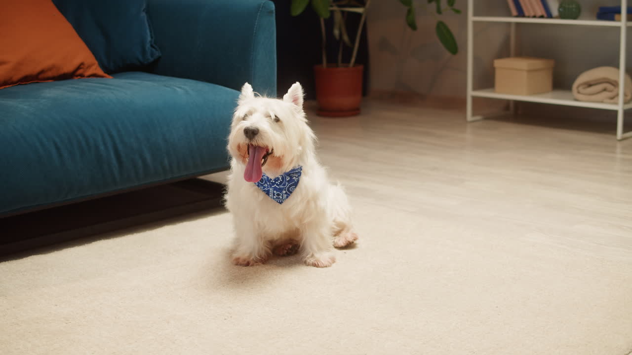 Cute West Highland White Terrier Dog with Blue Bandana in Living Room