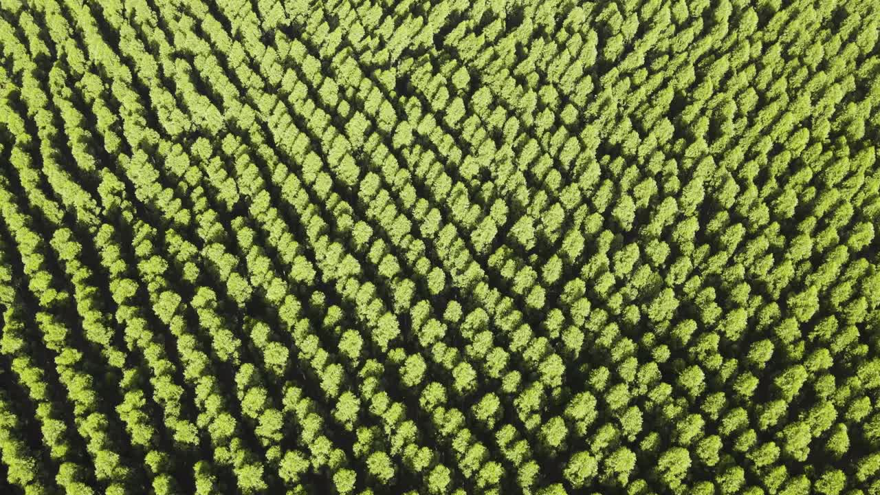 유칼립투스 숲 위를 날며 나무 면류관, 공중 전망을 보여줍니다.