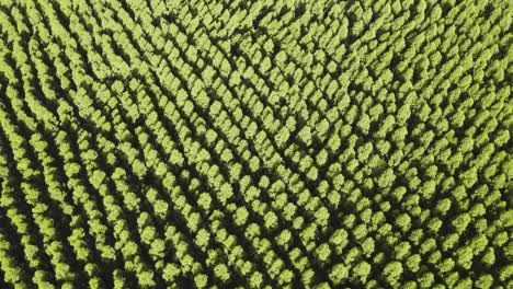 Flying-over-a-eucalyptus-forest,-showing-the-tree-crowns,-aerial-view