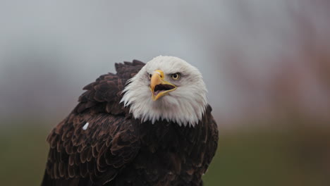 bald eagle portrait