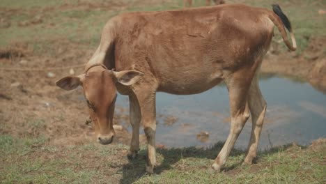 Statische-Handheld-Zeitlupenaufnahme-Einer-Grasenden-Kuh,-Die-Neben-Einer-Pfütze-Aus-Trockenem-Gras-Steht,-Mit-Einem-Kalb-Im-Hintergrund